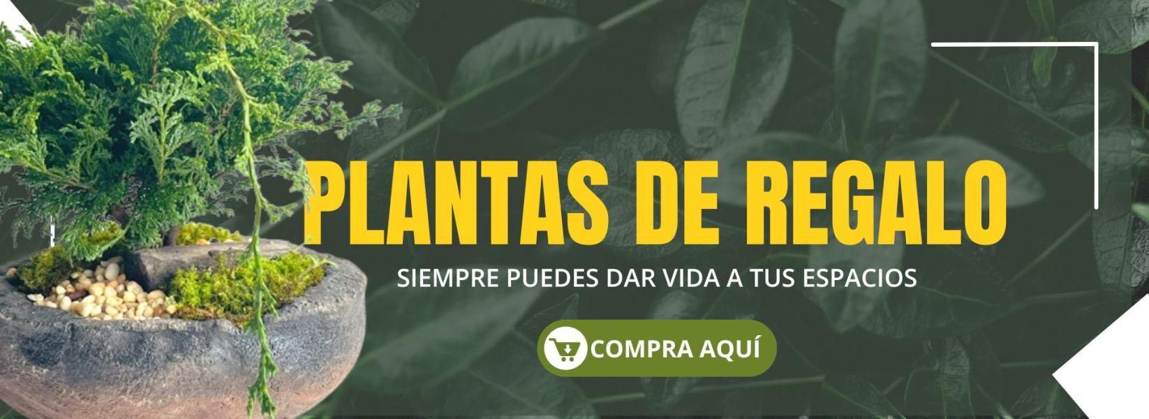 plantas de regalo 