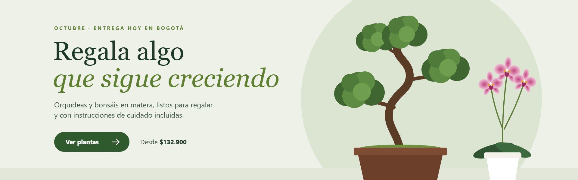 Orquídeas y bonsáis para regalar con entrega a domicilio en Bogotá