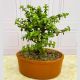 bonsai en matera de barro - plantas ornamentales Bogotá 